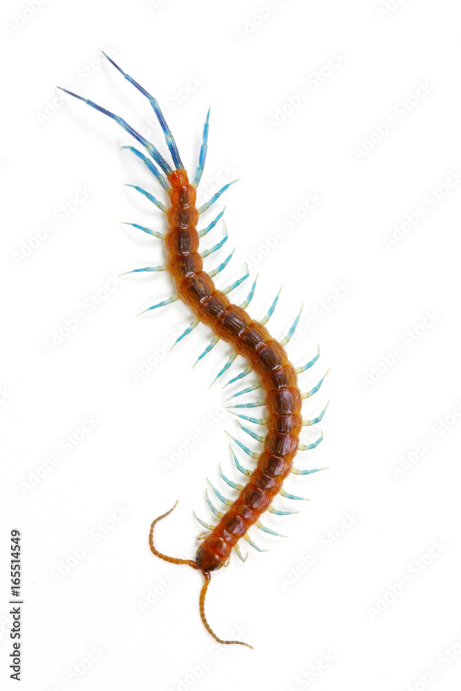 Beautiful tropical centipede (Scolopendromorpha) on white background Beautiful tropical centipede (Scolopendromorpha) on white background