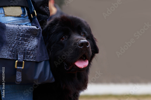 dog breed Newfoundland photo