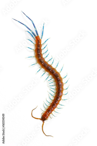 Beautiful tropical centipede (Scolopendromorpha) on white background