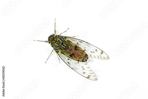 Cicada on white background