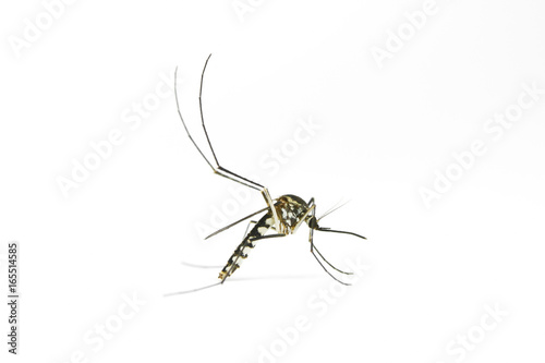 Female mosquito on white background