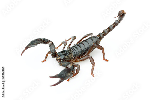 Asian giant forest scorpion (Heterometrus laoticus) on white background. H. laoticus is a member of giant forest scorpions (Heterometrus sp.) found in tropical and subtropical southeast Asia. 