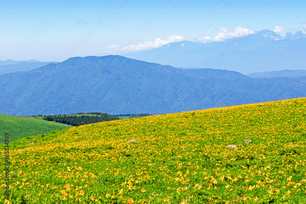 長野県霧ヶ峰の夏の高原