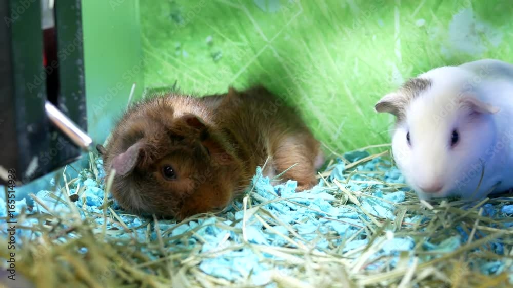 Motion of funny guinea pigs in cage inside petsmart store with 4k resolution.