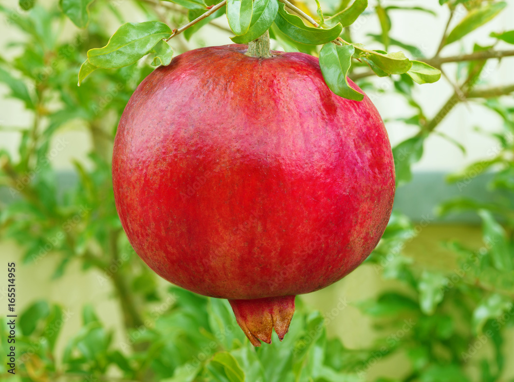 Ripe red colorful pomegranate fruit Ripe red colorful pomegranate fruit