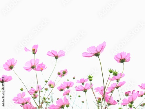 ピンクのコスモスの花、バックショット、白背景