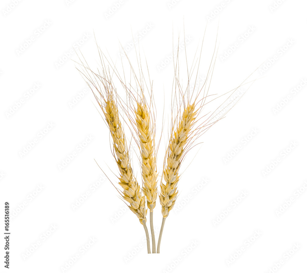 wheat oat ears isolated on white background wheat oat ears isolated on white background