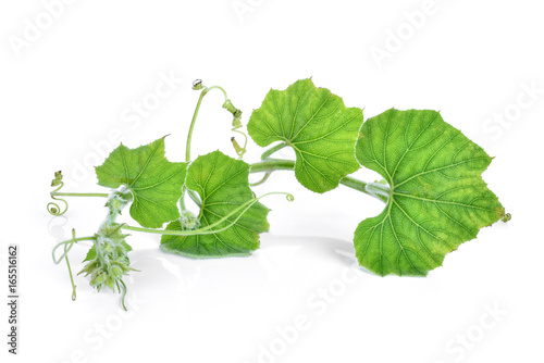 branch of pumpkin leaf isolated on white background