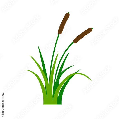 Bush bulrush with green grass