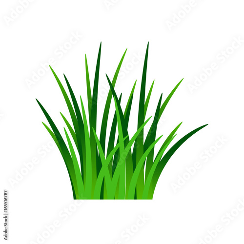 Dark green grass isolated on white