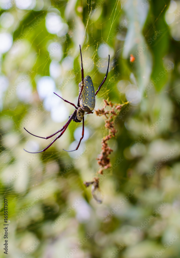 Image of batik golden web spider Nephila antipodiana in the net. Insect Animal. Image of batik golden web spider Nephila antipodiana in the net. Insect Animal.