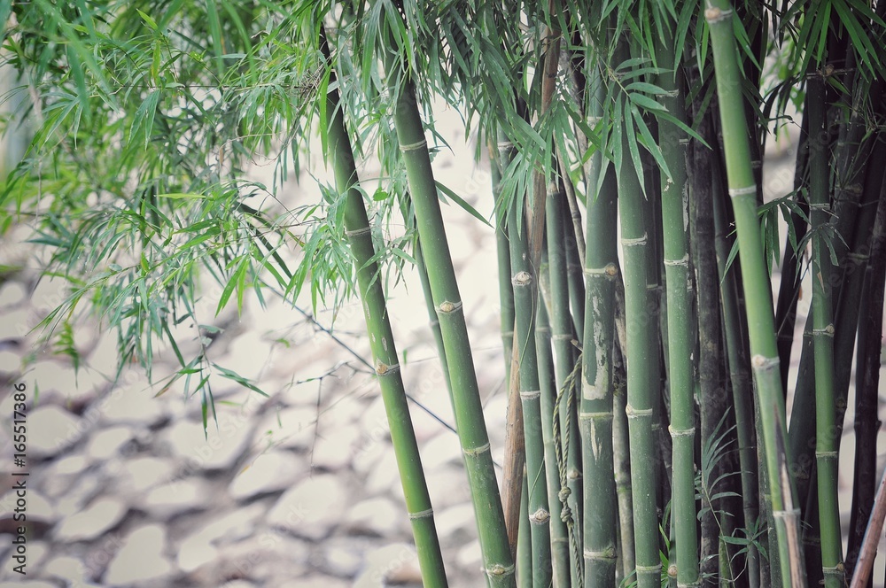 Obraz premium bamboo forest, bamboo background