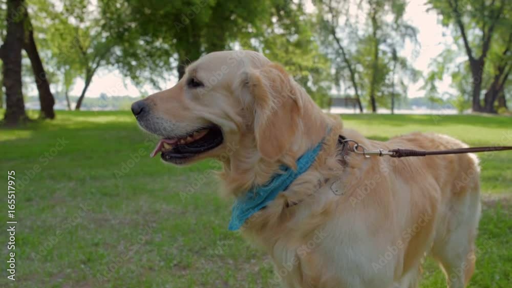 Nice dog on the lead enjoying the walk