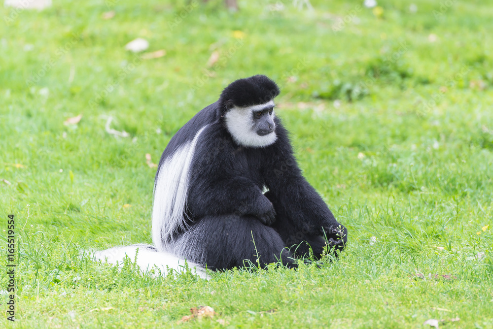 Fototapeta premium mantled guereza kikuyuensis, Colobus guereza, black and white monkeys 