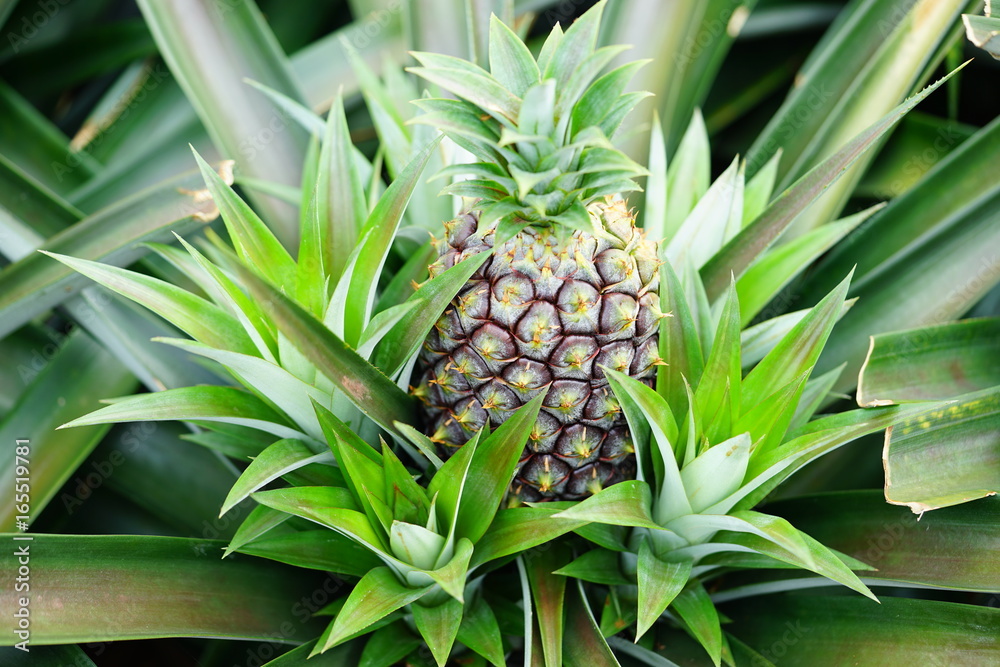 Fototapeta premium Pineapple growing on a tropical plant 