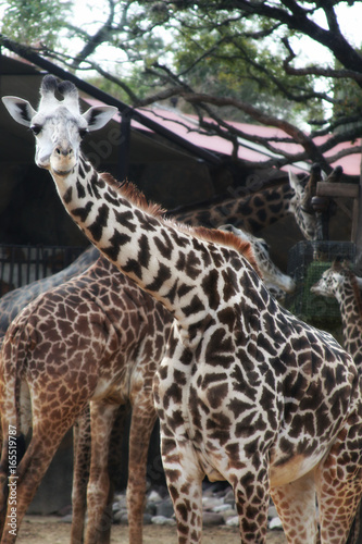 Giraffe Standing Tall Eye Contact