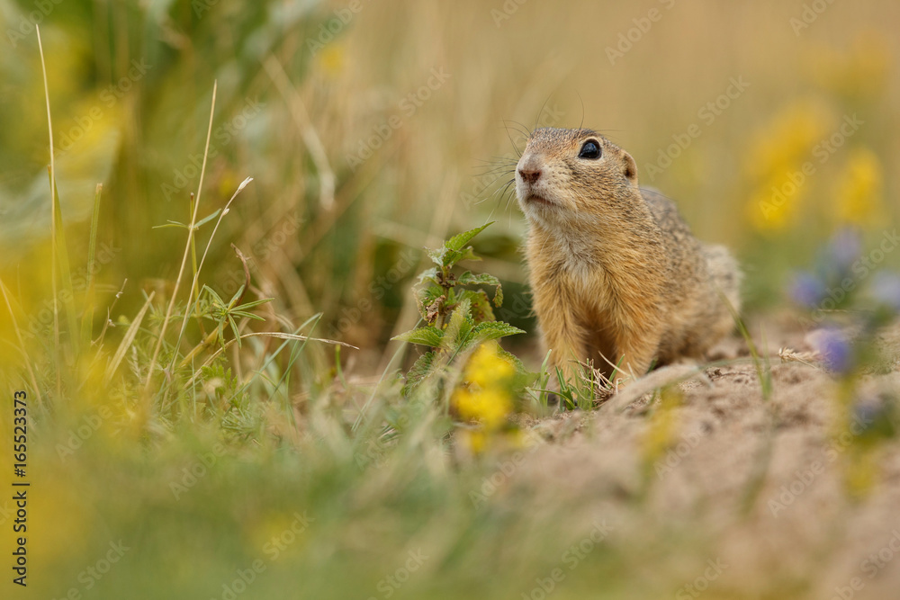 Common ground squirrel on blooming meadow. European suslik. Spermophilus citellus. Wildlife animal in the nature habitat. Little park in the middle of the rush city. Common ground squirrel on blooming meadow. European suslik. Spermophilus citellus. Wildlife animal in the nature habitat. Little park in the middle of the rush city.