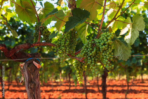 View of vineyards, Istria photo