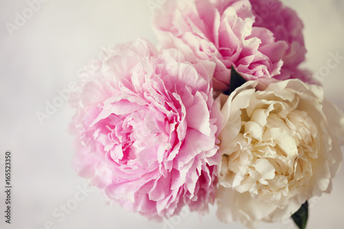 Fresh bunch of pink and white peonies  peony roses flowers