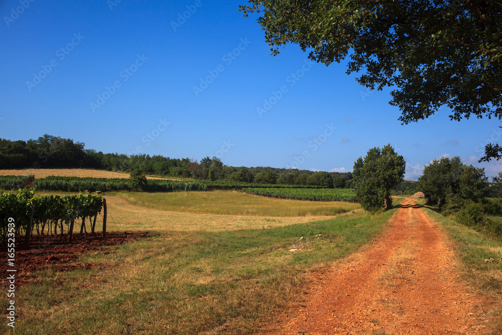 Fototapeta premium View of vineyards, Istria
