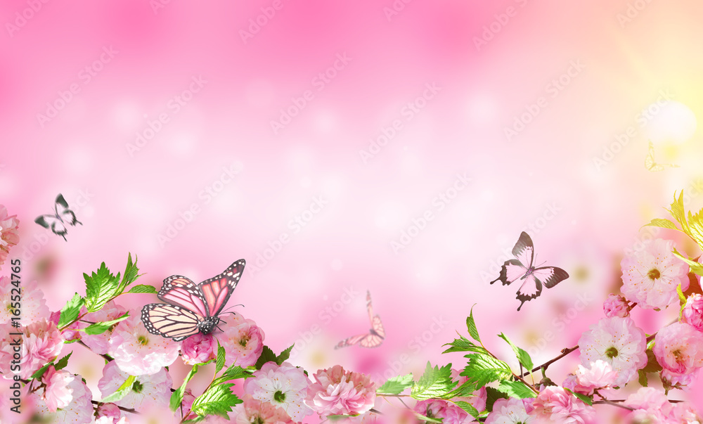 Obraz premium Kwitnie tło z zadziwiającą wiosną Sakura z motylami. Kwiaty wiśni.