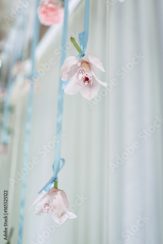 The orchids hangs on the wall