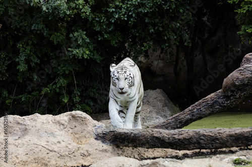 Fototapeta Naklejka Na Ścianę i Meble -  Protected white tiger in the wilderness.