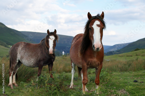 Fototapeta Naklejka Na Ścianę i Meble -  wild ponies, windy day, brecon beacons national park
