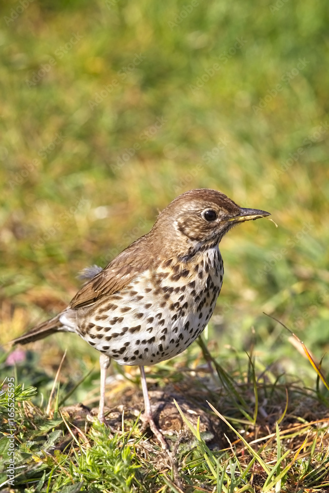 Song Thrush (Turdus philomelos) in evening light, Carreg Dhu Gardens, St Mary's, Isles of Scilly, England, UK.