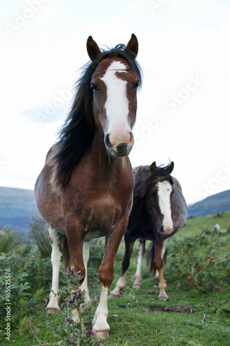 wild ponies, windy day, brecon beacons national park 