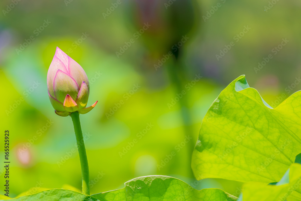 The　Lotus flower bud.Background is the lotus leaf and lotus flower.Shooting location is Yokohama, Kanagawa Prefecture Japan.
