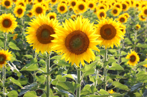 Yellow sunflowers. Field of sunflowers  rural landscape.