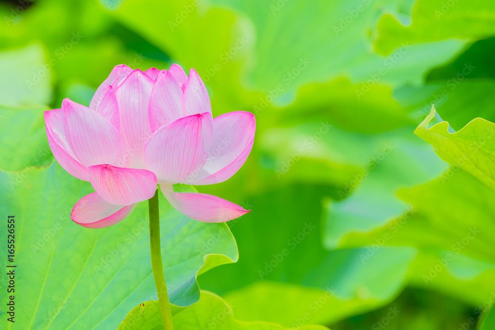 The Lotus Flower.Background is the lotus leaf.Shooting location is Yokohama, Kanagawa Prefecture Japan. The Lotus Flower.Background is the lotus leaf.Shooting location is Yokohama, Kanagawa Prefecture Japan.