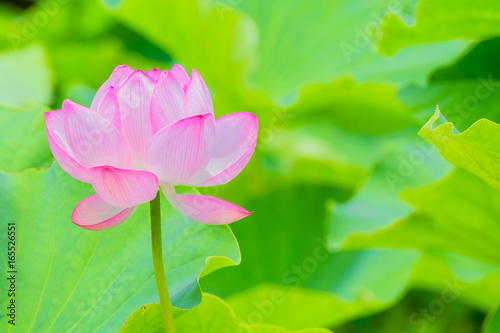 The Lotus Flower.Background is the lotus leaf.Shooting location is Yokohama  Kanagawa Prefecture Japan.