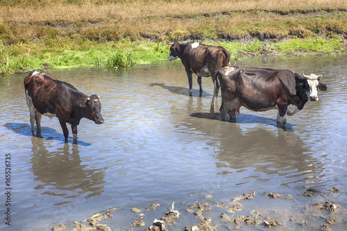 black cows in water