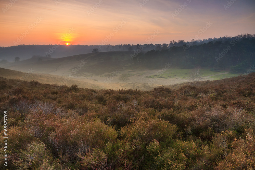 Beautiful sunset in national park the Posbank at the Hoge Veluwe in the Netherlands