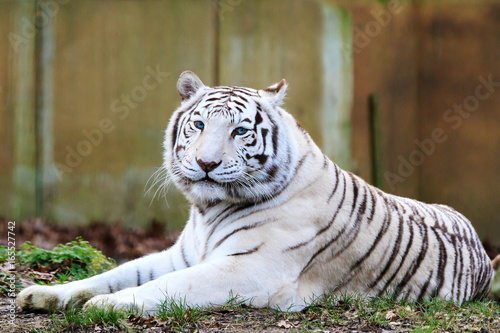 Close up portrait of a beautiful white Bengal tiger  Panthera Tigris 