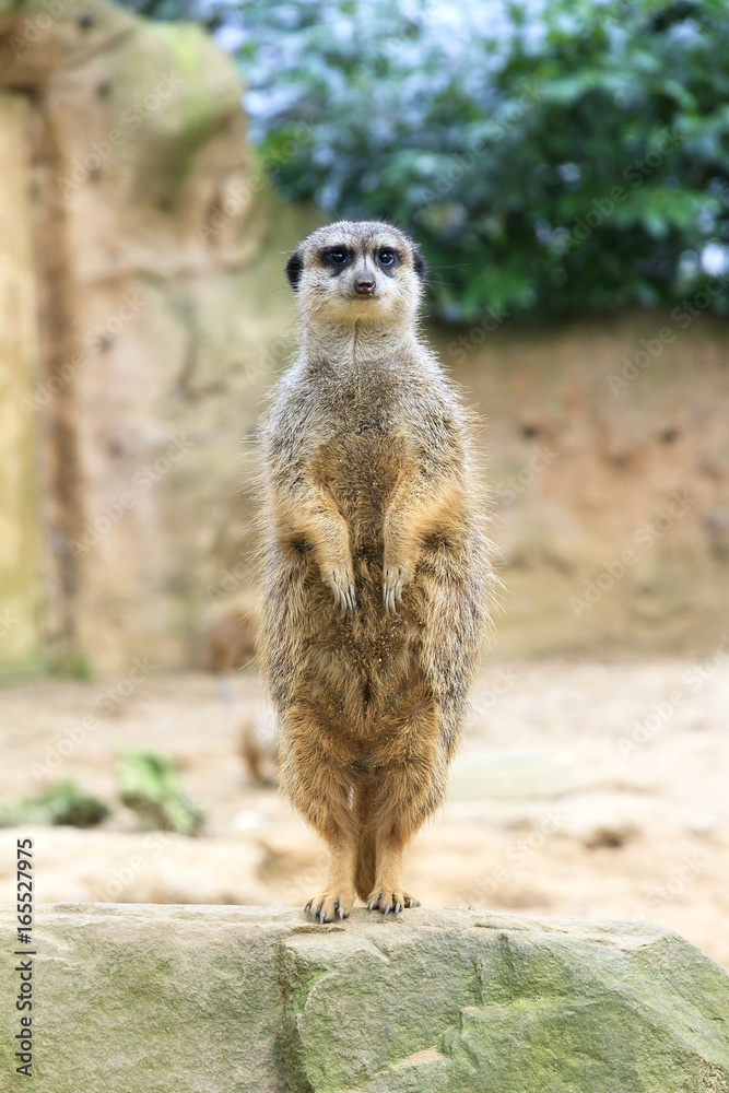 The meerkat or suricate (Suricata suricatta) standing on its back legs The meerkat or suricate (Suricata suricatta) standing on its back legs