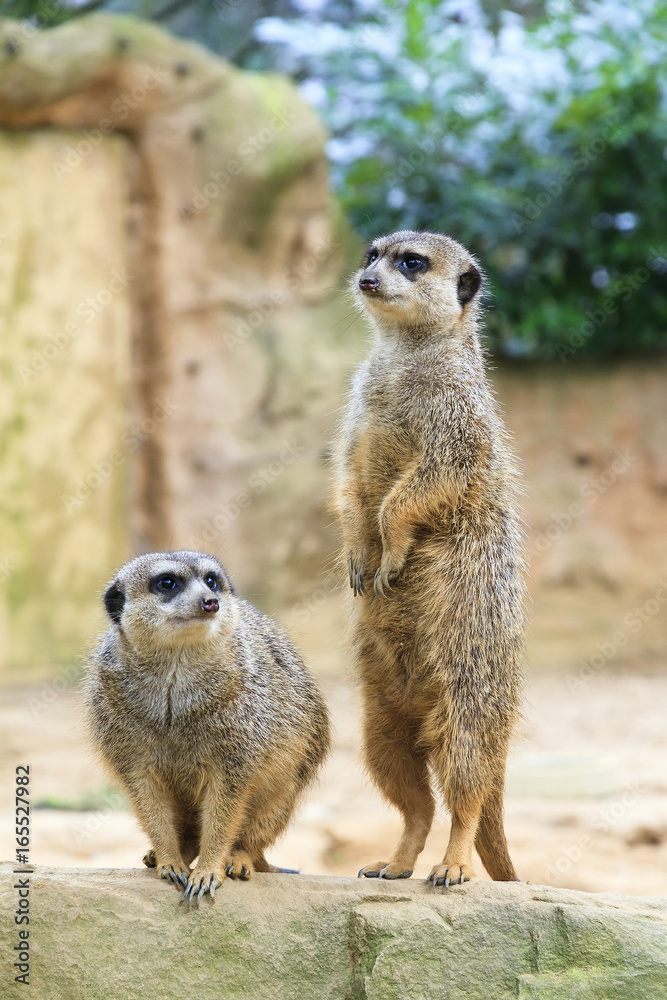 The meerkat or suricate (Suricata suricatta) standing on its back legs The meerkat or suricate (Suricata suricatta) standing on its back legs