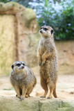 The meerkat or suricate (Suricata suricatta) standing on its back legs