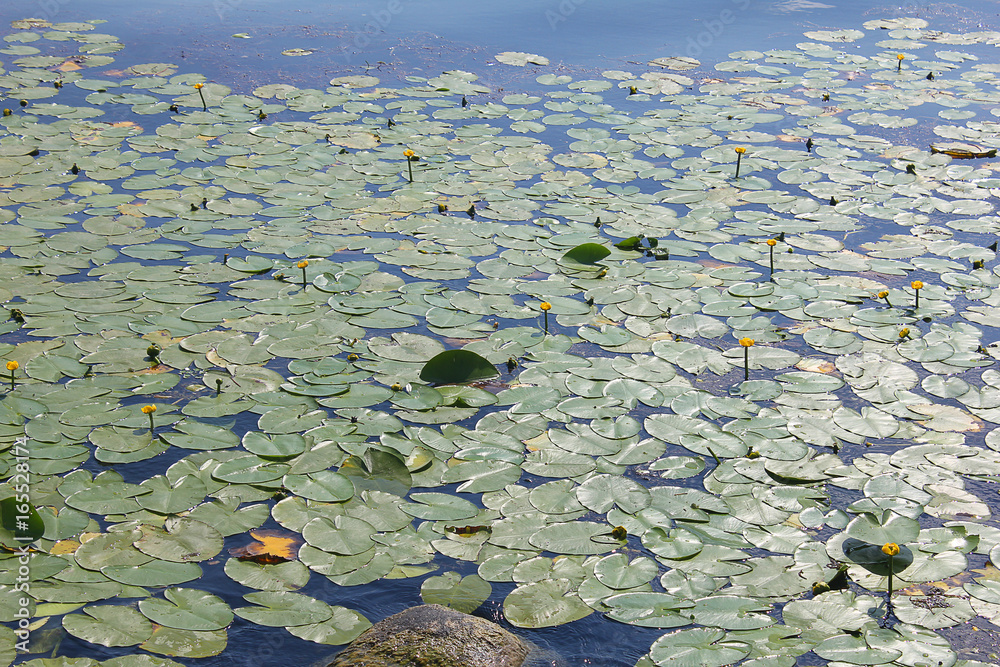 plants of waterlilies in the lake