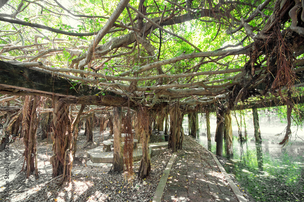 Amazing banyan tree at Sai Ngam Phimai District, Nakhon Ratchasima, Thailand. Amazing banyan tree at Sai Ngam Phimai District, Nakhon Ratchasima, Thailand.