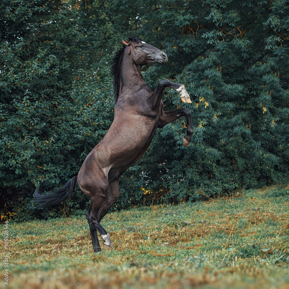 Trakehner stallion portrait