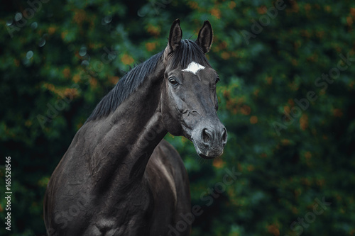 Fotografie Trakehner stallion portrait