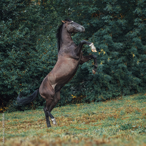 Obraz na płótnie Trakehner stallion portrait w salonie