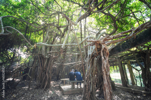 Couple sitting on a chair in amazing banyan tree at Sai Ngam Phimai District, Nakhon Ratchasima, Thailand photo