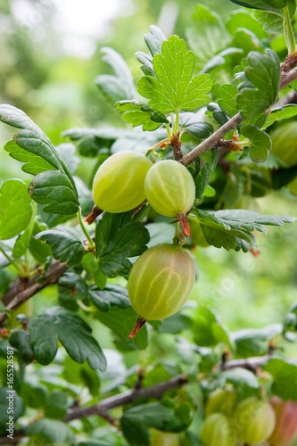 Branch of gooseberry with green berries and leaves in the garden..