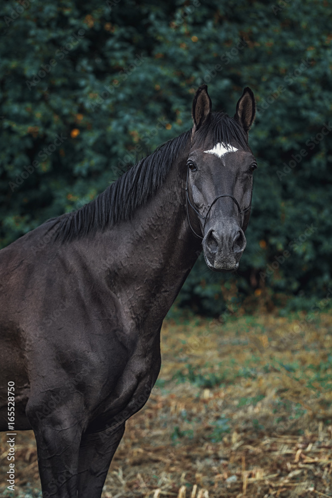 Fototapeta premium Trakehner stallion portrait