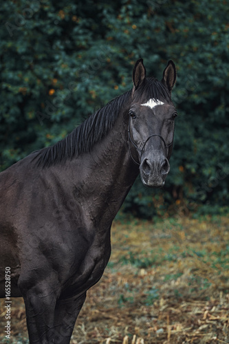 Trakehner stallion portrait