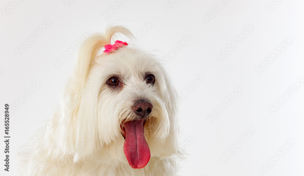 Portratit of a white dog with long hair and a pigtail Portratit of a white dog with long hair and a pigtail